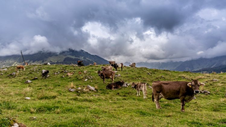 Kuh in der Entlebucher Natur