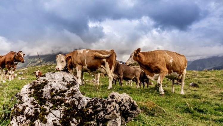 Kuhgruppe in der entlebucher Natur.