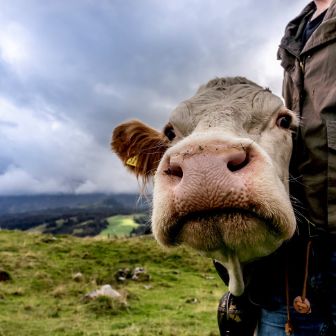 Kuh schaut in die Kamera.