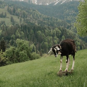 Eine Ziege auf einem Stein